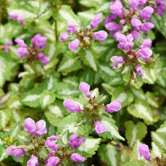 Lamium Pink Pewter