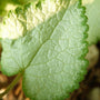 lamium purple dragon has light green leaves with dark edges