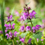 cluster of lamium purple dragon in a mixed garden