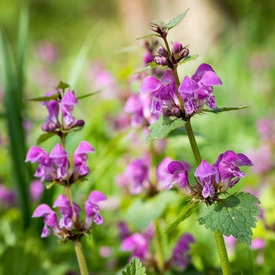 cluster of lamium purple dragon in a mixed garden