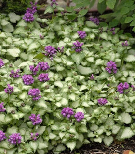 Lamium Purple Dragon