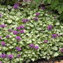 lamium purple dragon has bright purple blooms and light green leaves