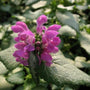 close look at the purple flower cluster of the lamium purple dragon