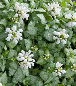 Lamium White Nancy