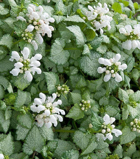 Lamium White Nancy