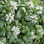 Lamium White Nancy