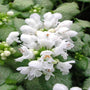 Lamium White Nancy Flowers