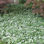 Lamium White Nancy Groundcover