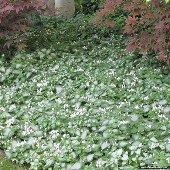 Lamium White Nancy Groundcover
