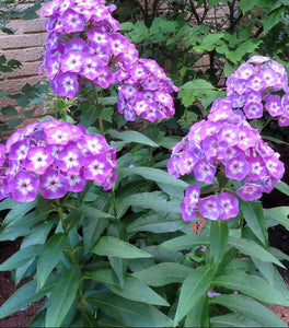 Laura Garden Phlox