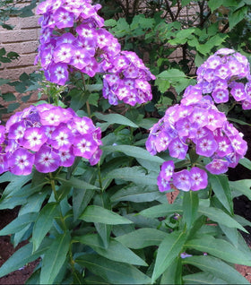 Laura Garden Phlox