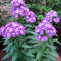 Laura Garden Phlox with fragrant lavender-purple flowers and white eyes blooming in a sunny perennial border