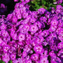 Purple garden phlox flowers used as cut flowers from a summer perennial border