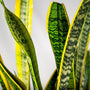 Air-purifying leaves of the Laurentii Snake Plant