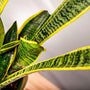 Laurentii Snake Plant has striped green leaves with yellow edges
