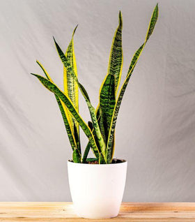 Laurentii Snake Plant