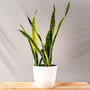 Potted Laurentii snake plant with yellow and green leaves