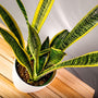 snake plant laurentii has stiff vertical striped leaves