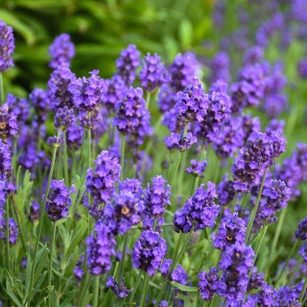 Lavender Big Time Blue