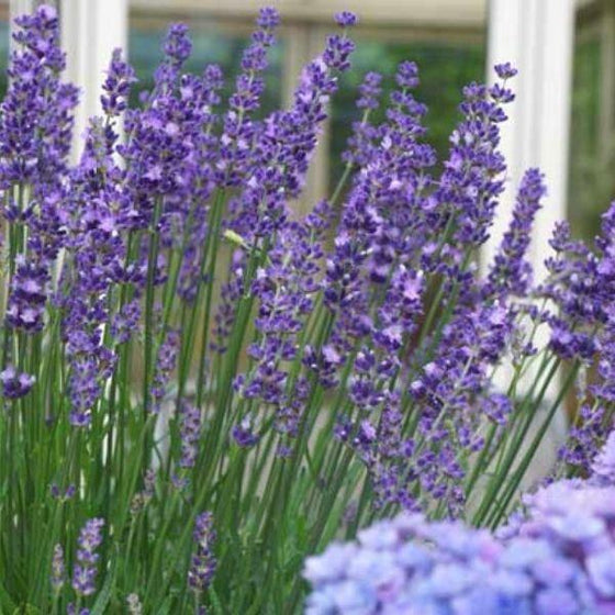 lavender big time blue flowers with green stems 
