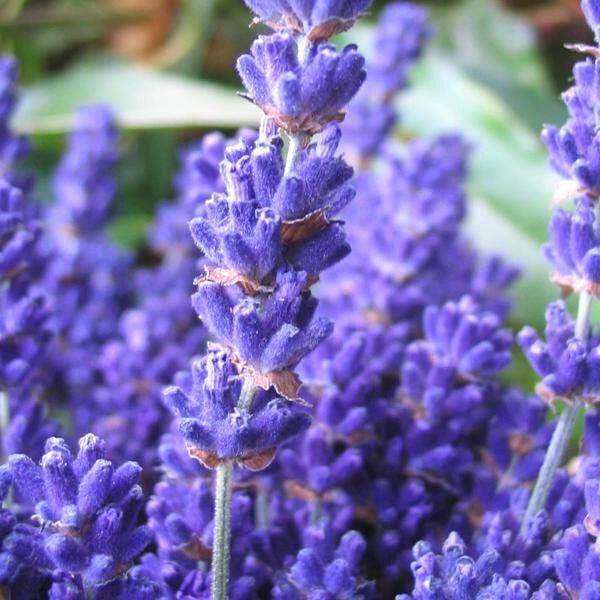 big time blue lavender plants Lavender Big Time Blue for Sale