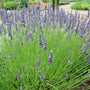 Lavender Grosso in the garden