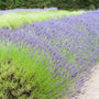 Lavender Grosso planted in mass