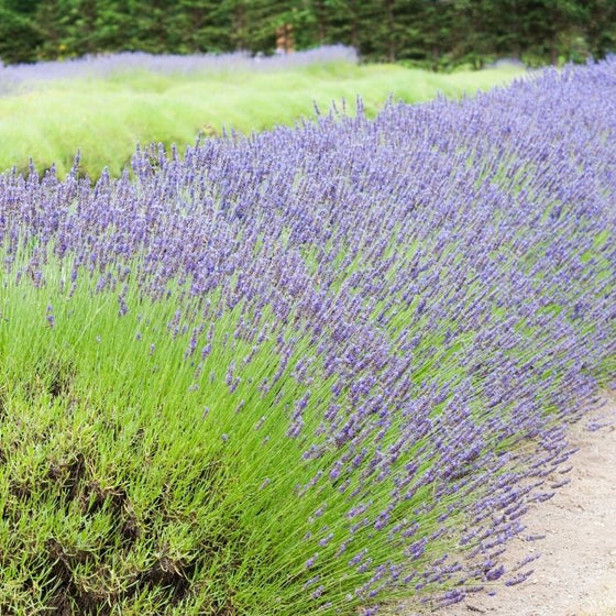 Lavender Grosso planted in mass