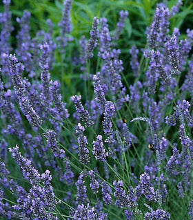 Lavender Grosso