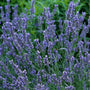 Big Blue Flowers of Lavender Grosso