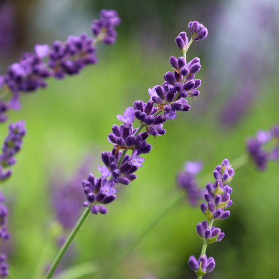 close up lavender hidcote blooms