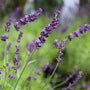 vibrant and fragrant lavender hidcote perennial plant