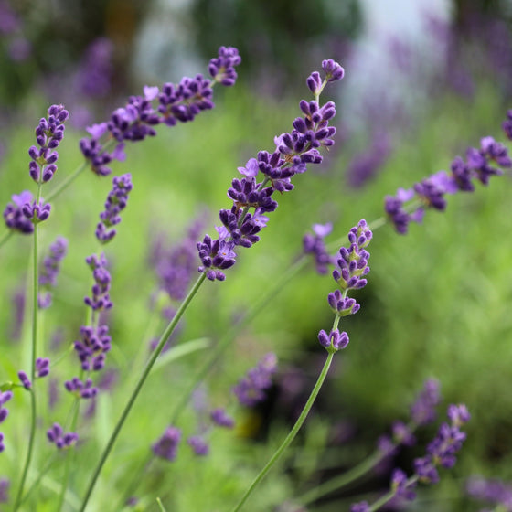vibrant and fragrant lavender hidcote perennial plant