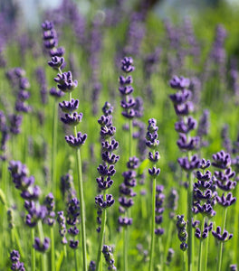 Lavender Hidcote