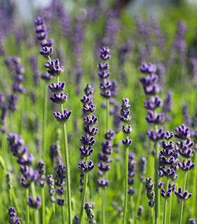 big time blue lavender plants Lavender Big Time Blue for Sale