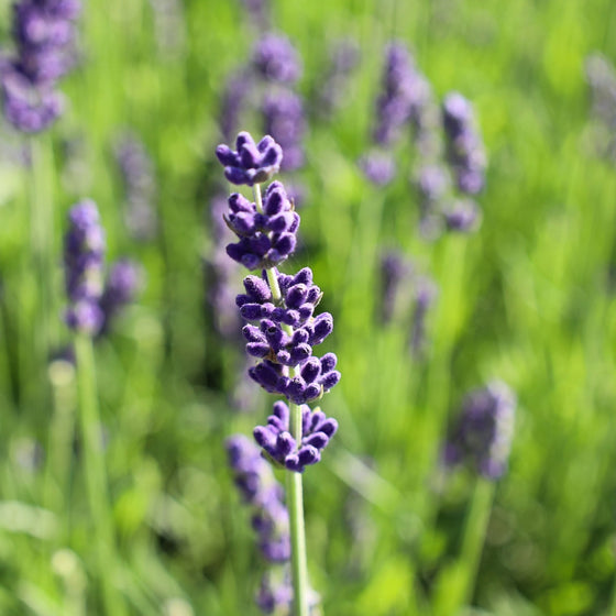 close up view of fresh purple lavender hidcote buds