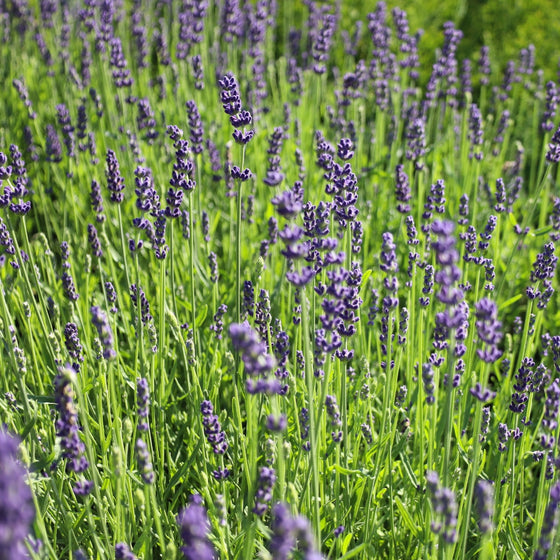 field of lavender hidcote blooms
