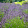 lavender munstead planted in masse