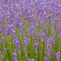 Lavender Munstead purple fragrant blooms