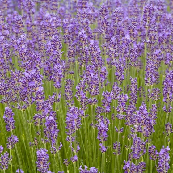 Lavender Munstead purple fragrant blooms