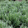 LAVENDER MUNSTEAD PREBLOOMS