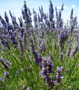 Lavender Provence