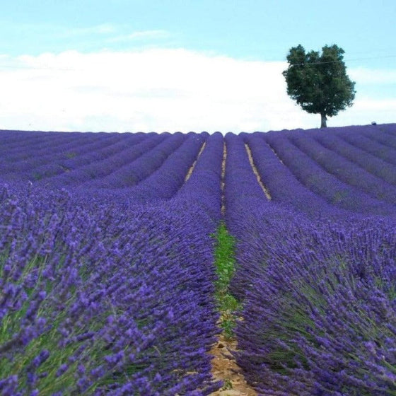 Expansive field of French Lavender Provence planted in rows