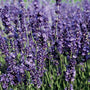 French Lavender Provence in full bloom with tall purple flowers
