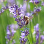 Fragrant purple blooms of Lavender Provence attract honeybee