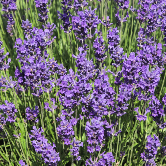 sensational lavender plant Sensational Lavender