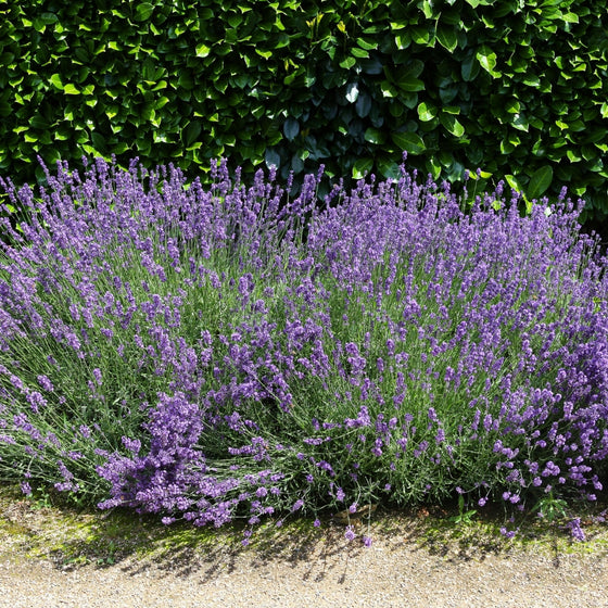 indoor lavender plant online Sensational Lavender