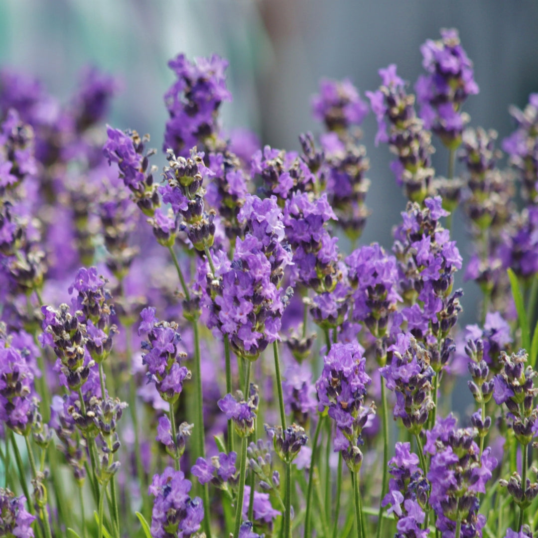 buy lavendar plants Sensational! Lavender
