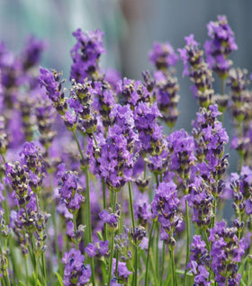 Lavender Sensational