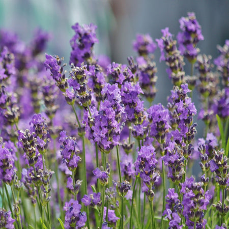 Sensational Lavender
